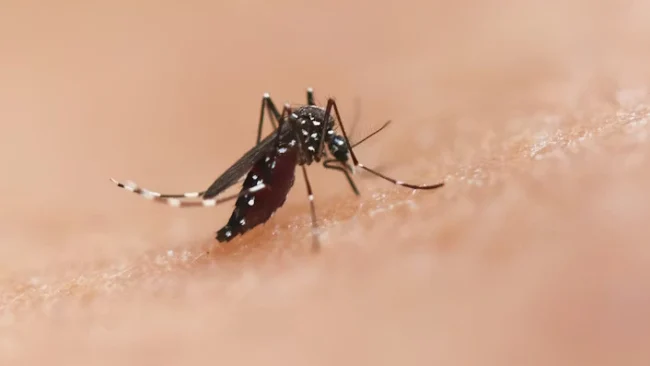 7 Aroma Alami yang Paling Dibenci Nyamuk