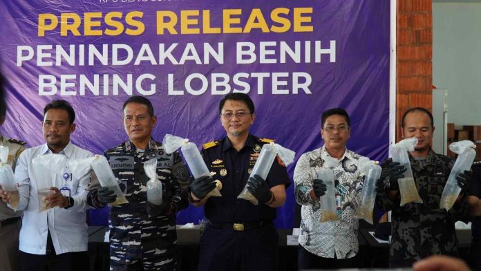 Bea Cukai Batam Selamatkan Ratusan Ribu Benih Lobster